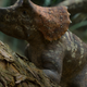 A baby Triceratops, as shown in “Prehistoric Planet.”